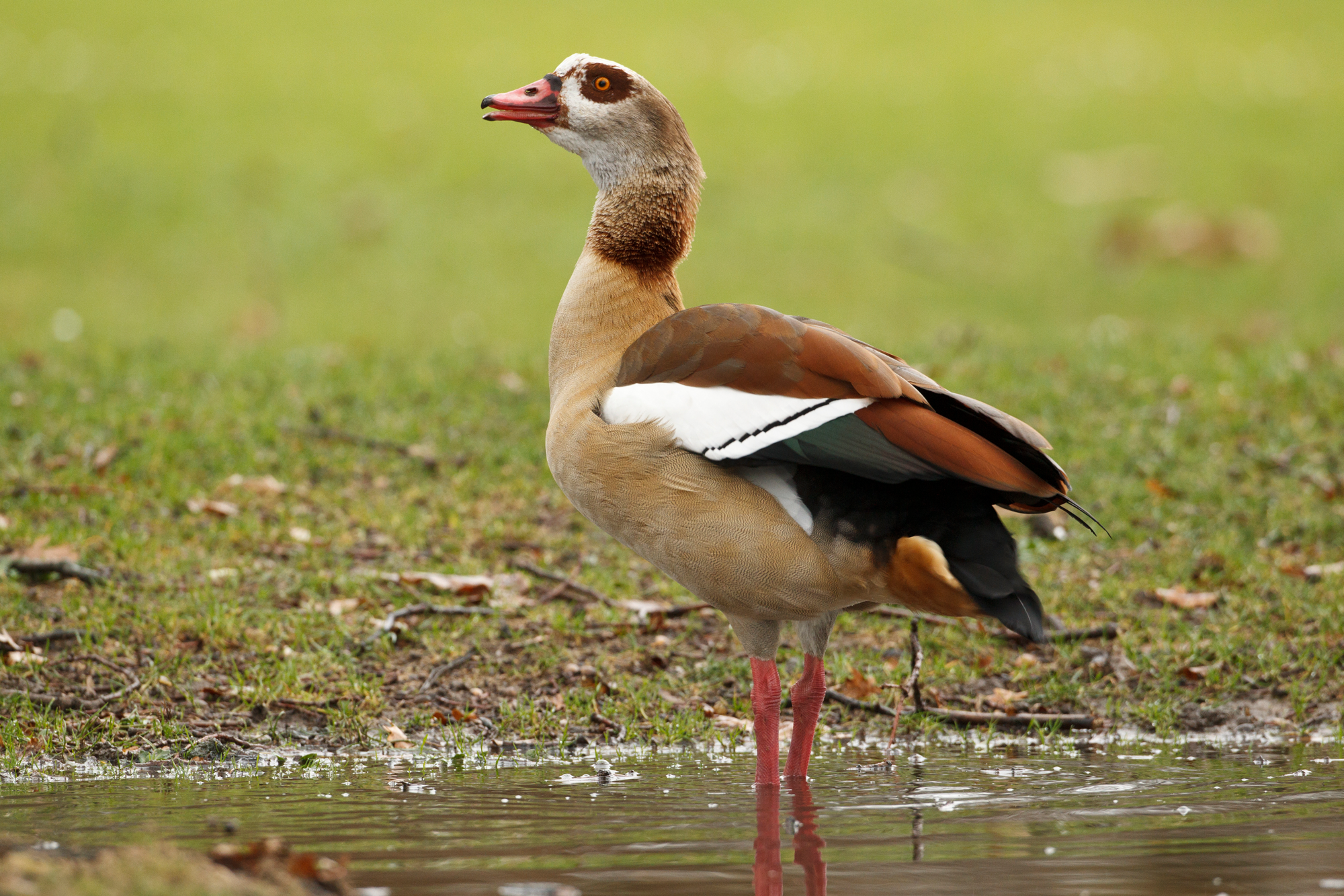 Leicht verwechselbar Gänse LBV